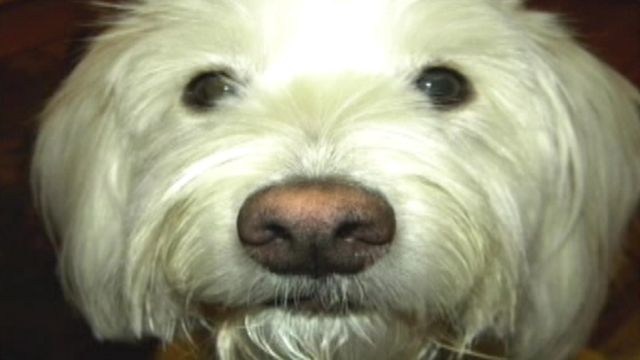 Dog-walking scam caught on cam