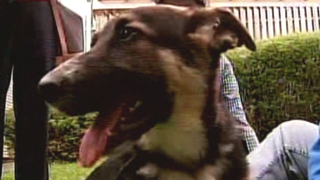 Miraculous recovery for dog dragged along highway