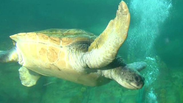 SeaWorld's 'TurtleTrek' makes waves