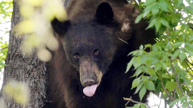 Bear scare: Woman's close encounter with wild animal