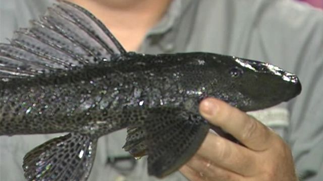 'Armored catfish' invading Florida