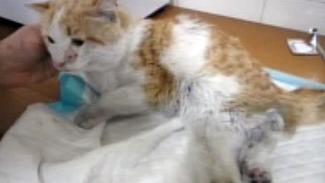 Iranian special-needs cat gets new life in US
