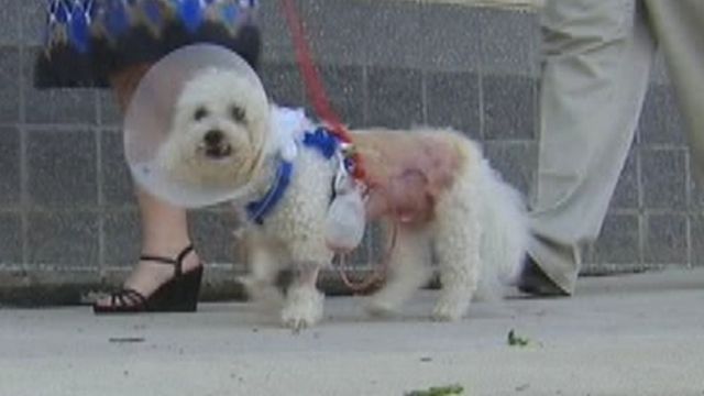 Canine Attack Leaves Neighbors Fearful