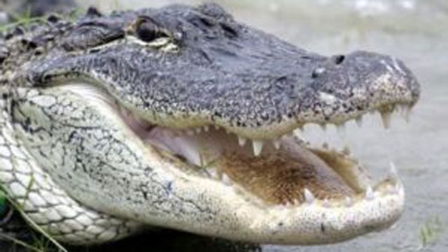 9-foot alligator attacks golfer in Florida