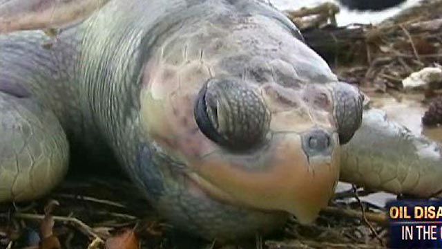 Oil Spill Threatens Wildlife