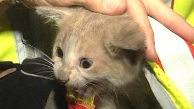 Frightened kitty attacks rescuers