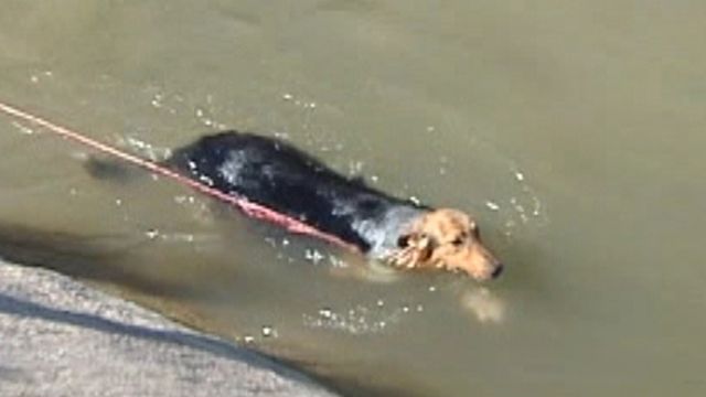 Across America: Dog rescued from canal in Phoenix
