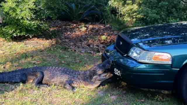 Alligator Attacks Cop Car in FL