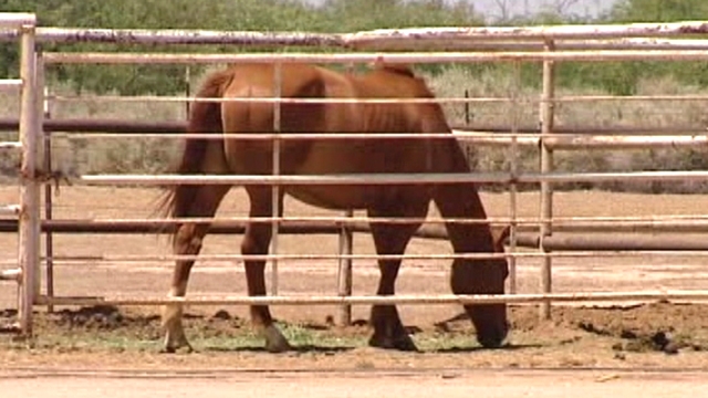 Animal Cruelty Charges Against Arizona Horse Owner