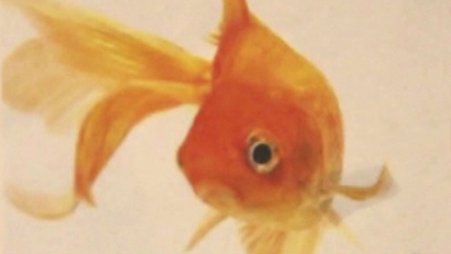 Goldfish Racing Controversy in Washington State