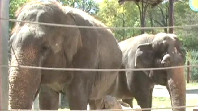 Ear for music: Elephant plays harmonica