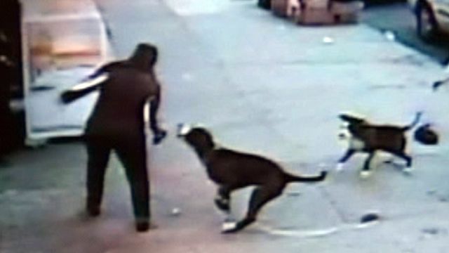 Across America: Camera captures pitbull attack in New York