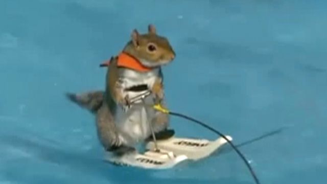 Twiggy the waterskiing squirrel rides again