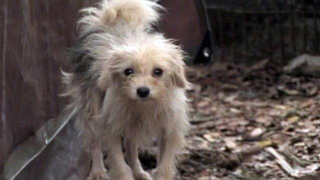 Hundreds of dogs seized from Florida home