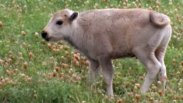 Rare white buffalo killed at Texas ranch