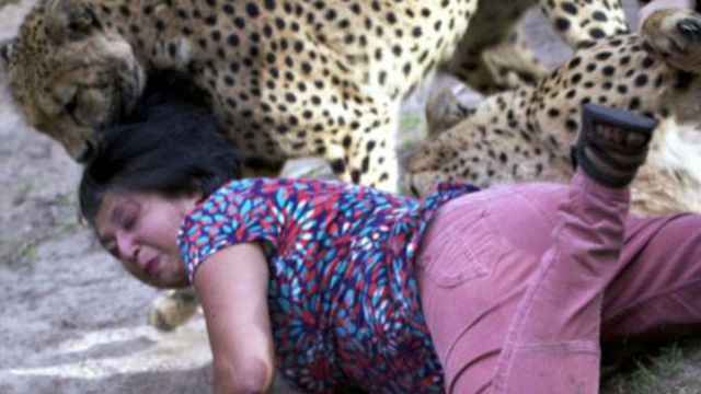 Cheetahs attack woman as husband snaps photos