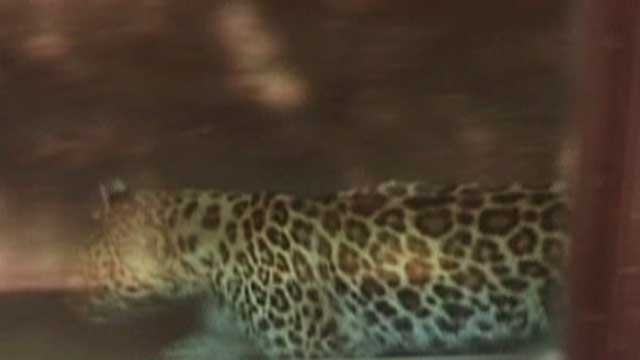 First Grader Survives Leopard Attack