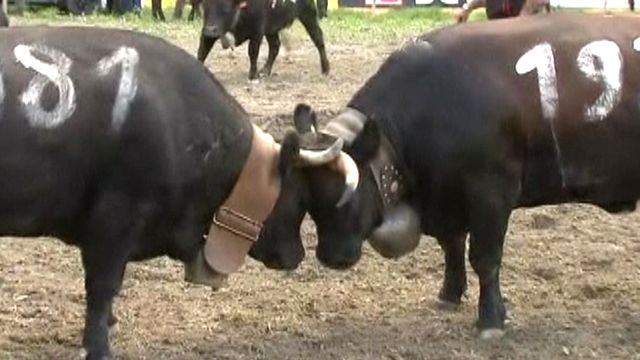 Cows clash in 90-year-old fighting competition