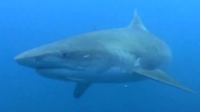 Snorkler's scary encounter with tiger shark