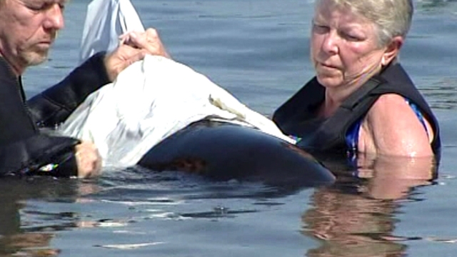 Volunteers Work to Save Beached Whales