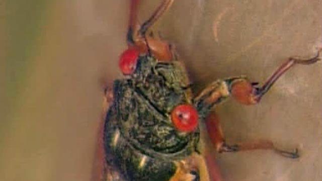 Cicada Invasion Causing a Stir in Nashville