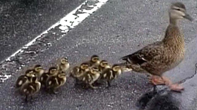 Ducklings Rescued From Storm Drain