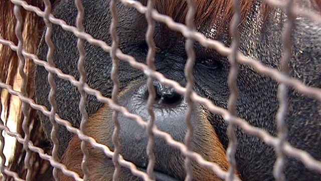 Orangutans use iPads to communicate at Miami Zoo