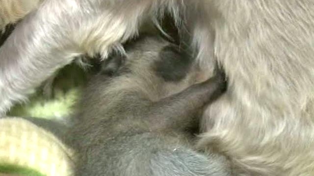 Baby Raccoon Saved by Rescued Dog