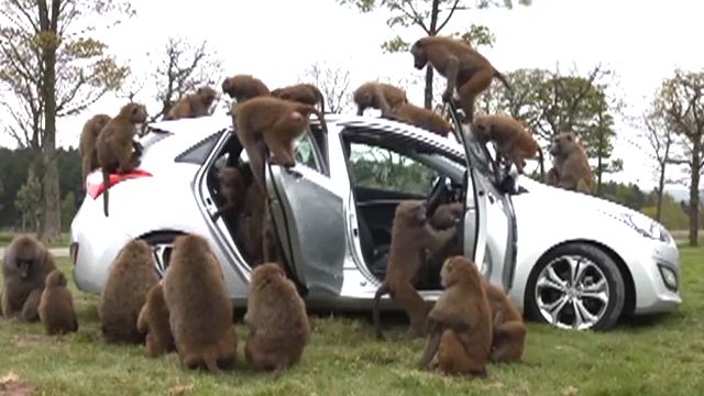 Baboons test durability of new car