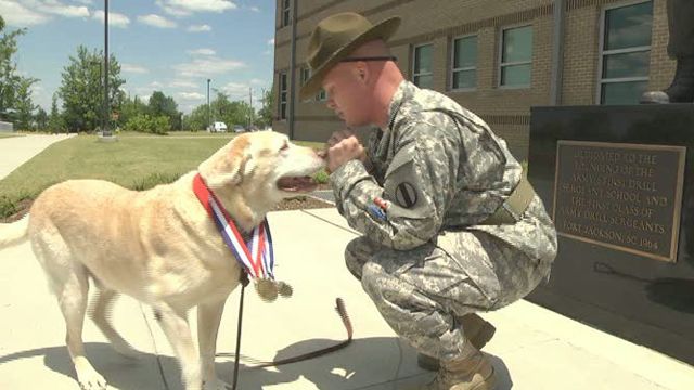 Military hero dog 