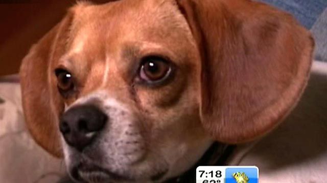 Judge rules Knuckles the dog will stay in Los Angeles