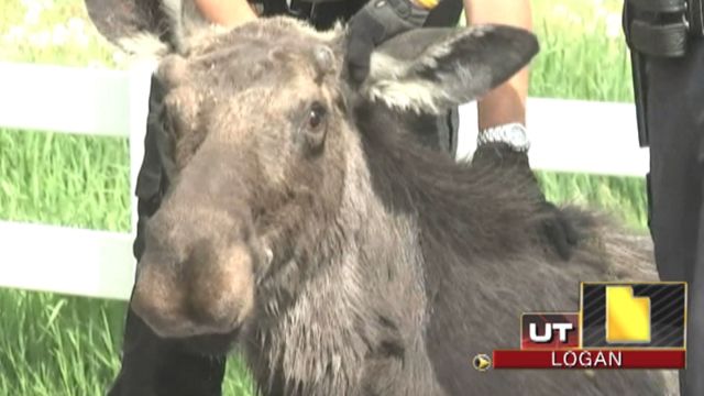 Across America: Moose on the loose in Utah