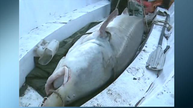 Catch of the day: Fishermen land super-sized sturgeon 