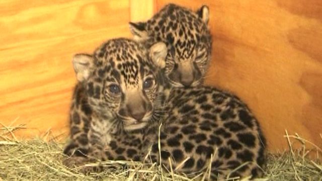 Baby jaguars are newest, cutest addition to San Diego Zoo