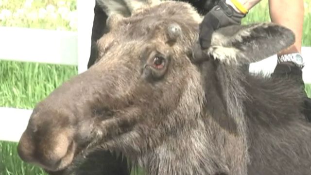 Moose on the loose in Utah
