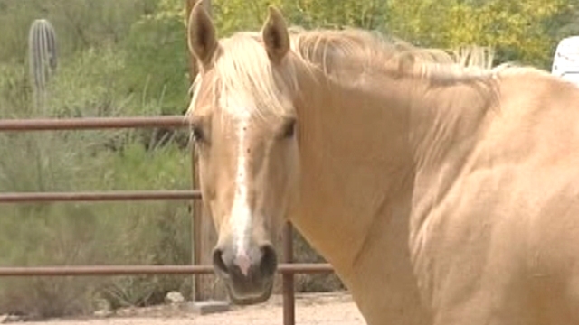 Deadly and Contagious Disease Threatens Arizona Horses