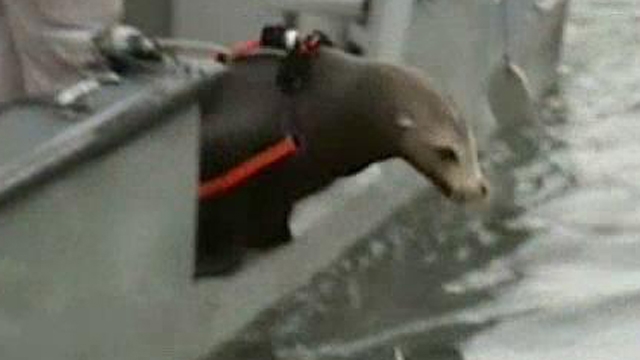 Sea Lions on the Frontlines