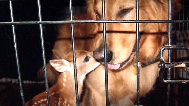 Family Dog Adopts Deer in Georgia