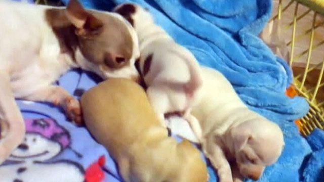 Puppies worth thousands stolen from their home