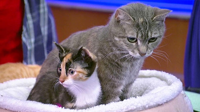 'Cat Listener' Tames Unruly Kitties
