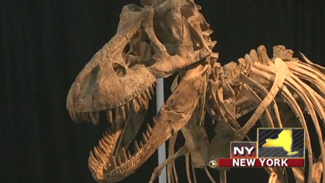 Across America: Dinosaur skeleton auctioned off in New York
