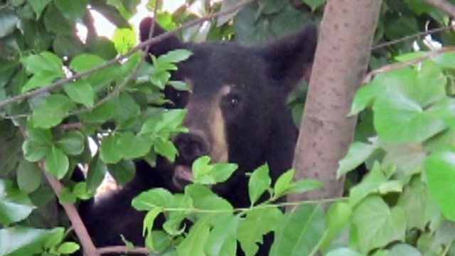 Bear Sighting in Residential Neighborhood