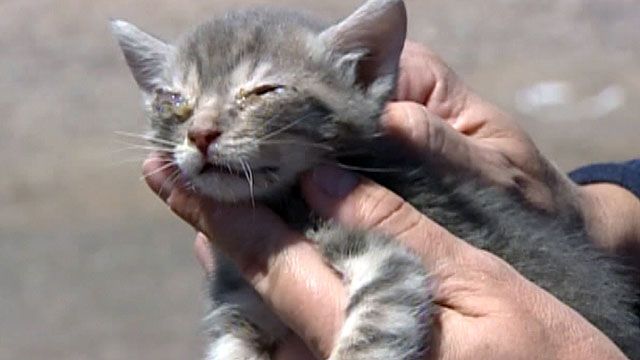 81-year-old woman arrested for hoarding cats