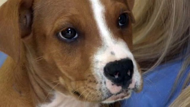 Puppy recovering after surviving being thrown from car
