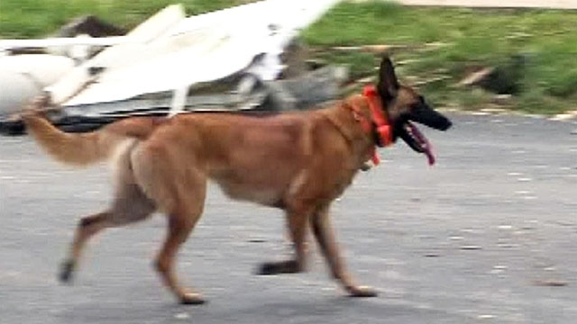 Search Dogs Look for Missing Joplin Residents