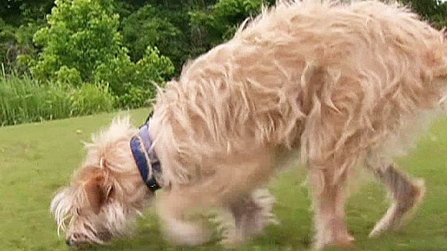 Dog Tossed by Tornado Crawls Home on Broken Legs