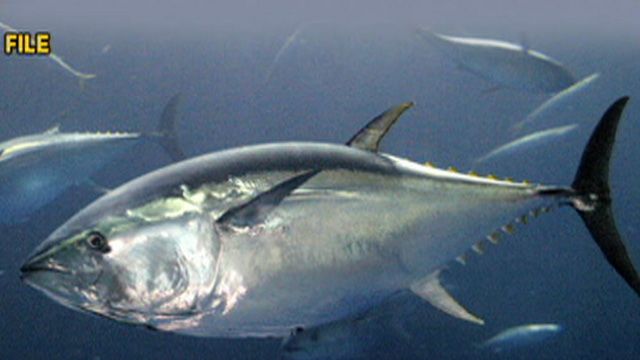 RPT: Tuna Contaminated w/ Radiation From Japan