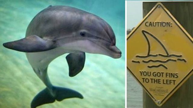 Wild dolphin attacks swimmers in Louisiana
