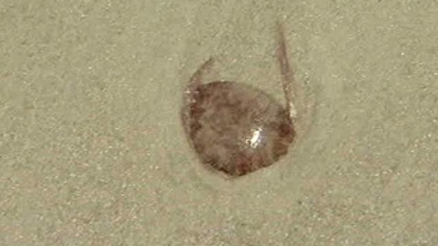 Jellyfish Spoil Beach Vacation