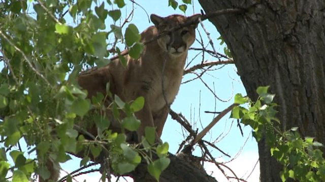 Mountain lion spotted in a tree